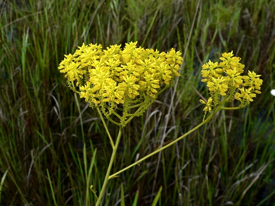 {Polygala cymosa}